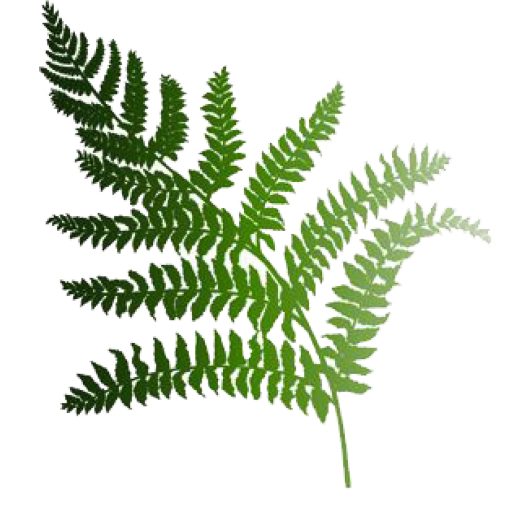 Fern